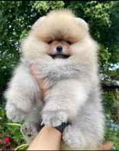 Pomeranian-İstanbulÜst Kalite Boo ..