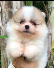 Pomeranian-İstanbulOrijinal pomernia..