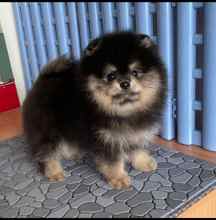 Pomeranian-İstanbulOrijinal pomernia..