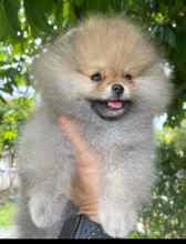 Pomeranian-İstanbulİstanbul boo..