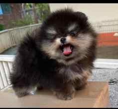 Pomeranian-İstanbulOrijinal pomernia..