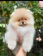 Pomeranian-İstanbulBeyaz pomernian..