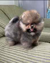 Pomeranian-İstanbulBeyaz pomernian..