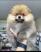 Pomeranian-İstanbulSevimli poodle..