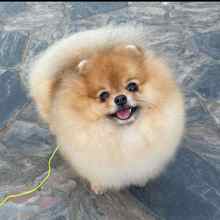 Pomeranian-İstanbulBeyaz pomernian..