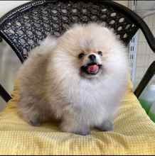 Pomeranian-İstanbulÜst Kalite Boo ..