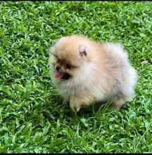 Pomeranian-İstanbul-box-27095