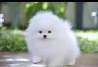 Pomeranian-İstanbulOrijinal pomernia..