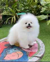 Pomeranian-İstanbulİstanbul poodle..