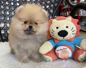 Pomeranian-İstanbulBeyaz pomernian..