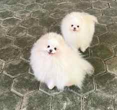 Pomeranian-İstanbulKarbeyaz boo..