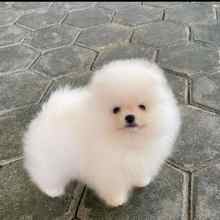 Pomeranian-İstanbulOrijinal pomernia..