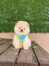 Pomeranian-İstanbulKarbeyaz boo..