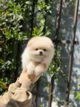 Pomeranian-İstanbul-box-27137