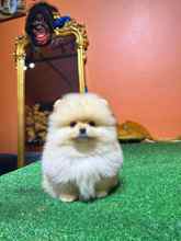 Pomeranian-İstanbulOrijinal pomernia..