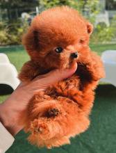 Poodle Toy-İstanbulIstanbul poodle ..