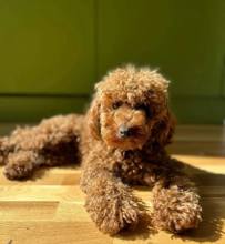 Üst kalite poodle...