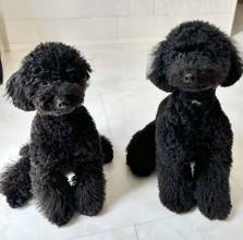 Poodle Toy-İstanbulOrijinal poodle ..