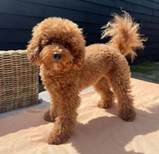 Poodle Toy-İstanbulŞampiyon kore kan..