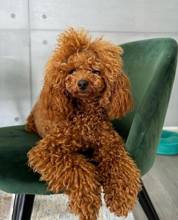 Toy poodle ...