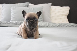 French Bulldog-İstanbulBluefawn güzellik..