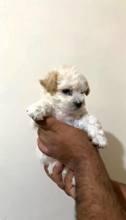 Maltipoo-BalıkesirDİŞİ ERKEK MALTİP..