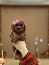 Poodle Toy-İstanbulIrk ve sağlık gar..