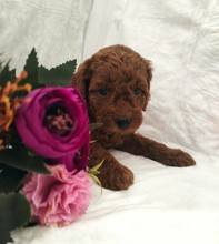 Poodle Toy-İstanbulBebek Surat Toy P..