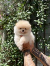 Pomeranian-İstanbulPofuduk pomerania..