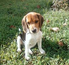 yavru beagle...