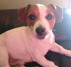 yavru jack russel...