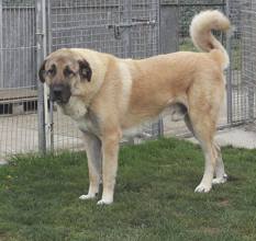 Kangal-İstanbulyavru kangal..