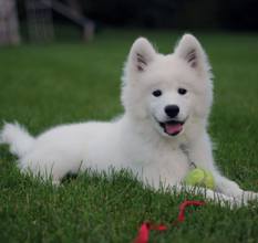 -Ankarakaliteli samoyed ..