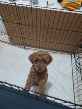 Micro Poodle-İzmirKore poodle..