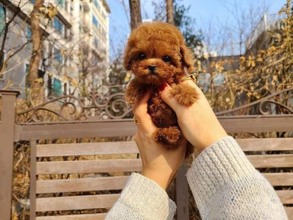 Poodle Toy-İstanbulyavru teacup a ka..