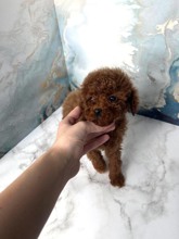 Poodle Toy-BilecikKore'den gelen mi..