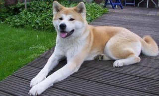 Akita Inu-İstanbulEn Sevimli Akita ..