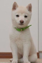 Shiba-TokatÜcretsiz Shiba Sa..