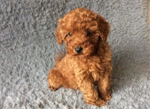 TOY POODLE BEBEKL..