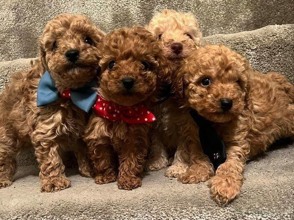 Poodle Toy-DenizliMİNİK POODLE BEBE..