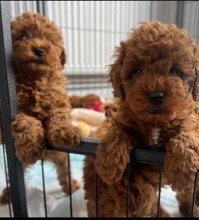 Poodle Toy-Denizlisevimli poodle ya..