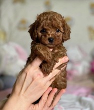 Poodle Toy-DenizliSEVİMLİ MİNİK POO..