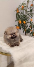 Pomeranian boo ..