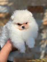 Poodle Toy-İstanbulSafkan boo yavrul..