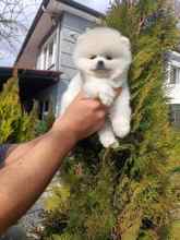 Pomeranian-İstanbulOrjinal boo yavru..