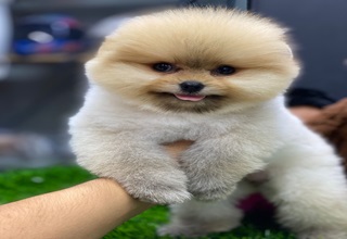 Pomeranian-İstanbulSafkan orijinal y..