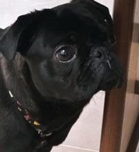 -İstanbul 1 YAŞ PUG MOPS..