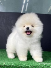 Pomeranian-İstanbulShow kalite bebek..