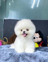 Pomeranian-İstanbulBella ..