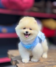 Pomeranian-İstanbulBoo..